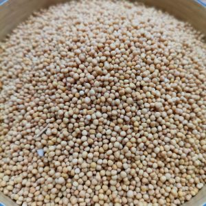 Yellow Mustard Seeds